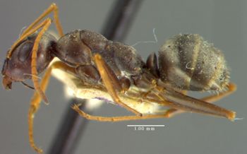 Media type: image;   Entomology 22729 Aspect: habitus lateral view